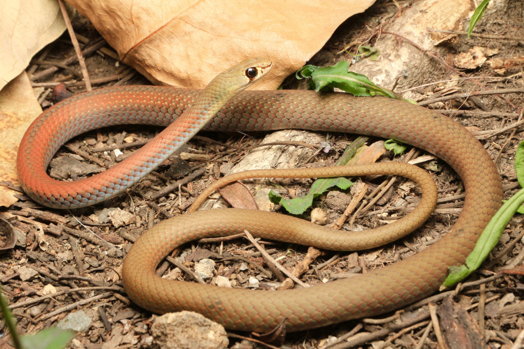 South-East-Snake-Catcher-Gold-Coast-Yellow-Faced-Whip-Snake