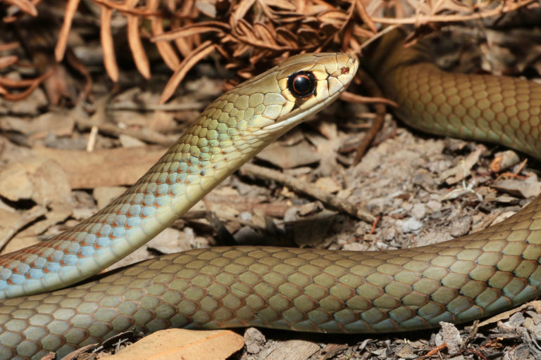 Yellow Faced Whip Snake - South East Snake Catcher - Gold Coast