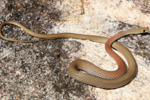 Yellow Faced Whip Snake - South East Snake Catcher - Gold Coast