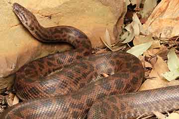 South East Snake Catcher - Spotted Python Snake - Gold Coast