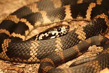 South East Snake Catcher - Stephens Banded Snake - Gold Coast
