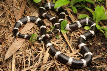 Bandy Bandy Snake - South East Snake Catcher - Gold Coast