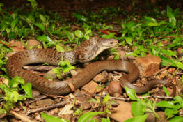 South-East-Snake-Catcher-Gold-Coast-Rough-Scaled-Snake