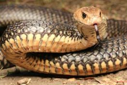 Snake Identification - South East Reptile Relocations - Gold Coast