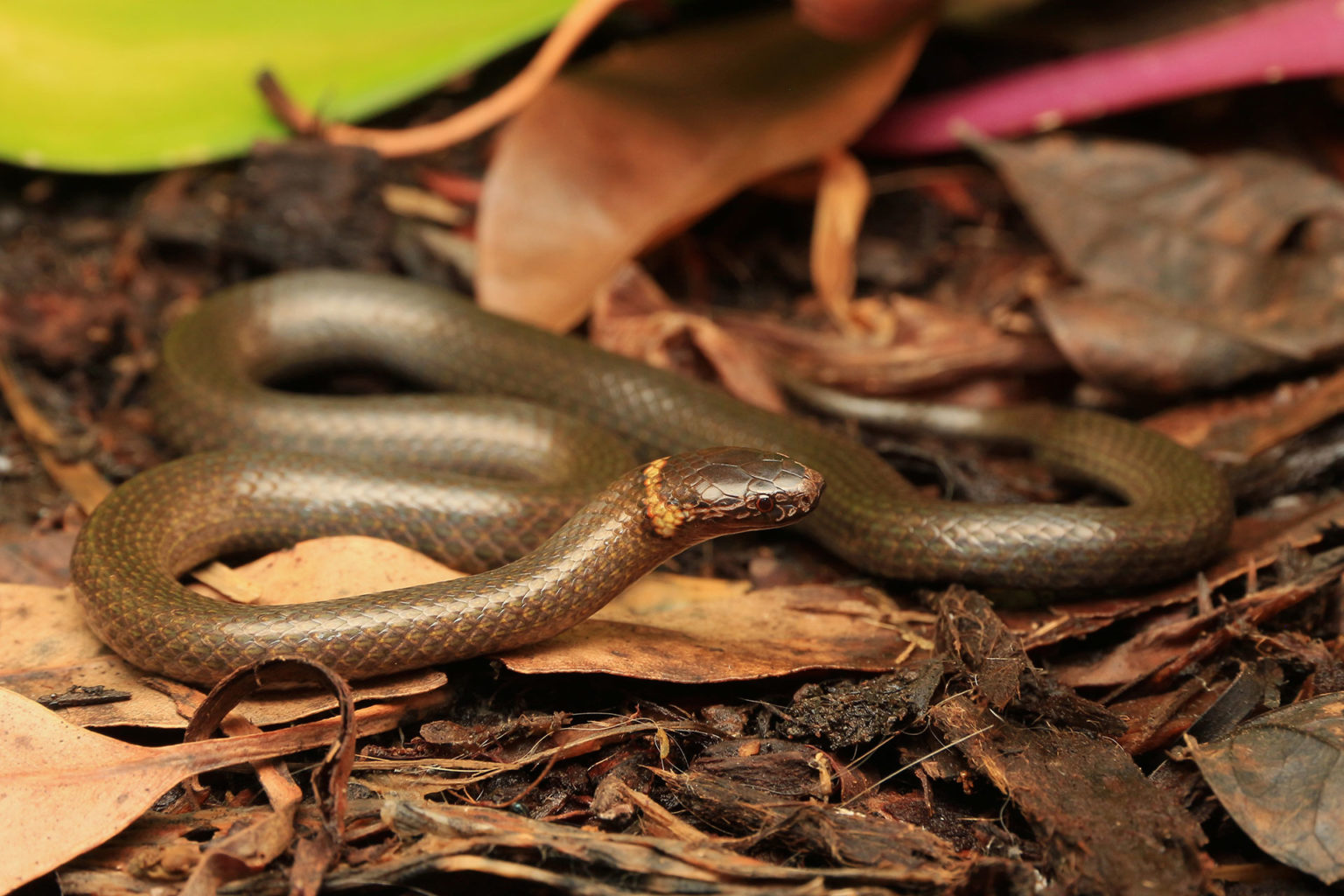 Dwarf Crowned Snake South East Snake Catcher Gold Coast