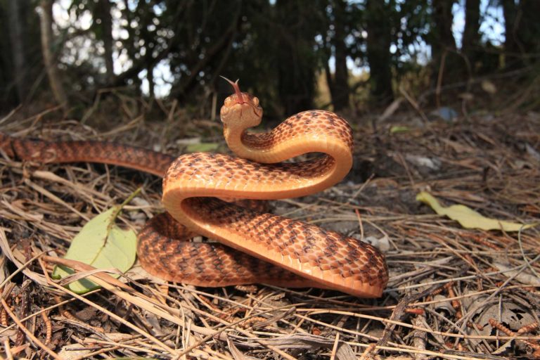 Brown Tree Snake - South East Snake Catcher - Gold Coast