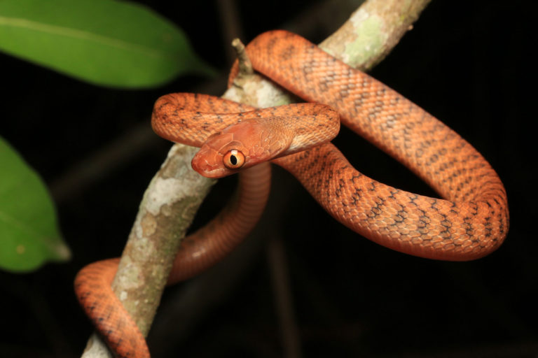 Brown Tree Snake - South East Snake Catcher - Gold Coast