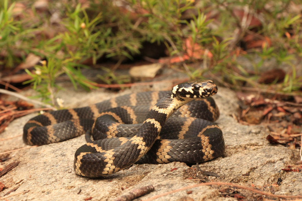 Gold Coast Stephens Banded Snake