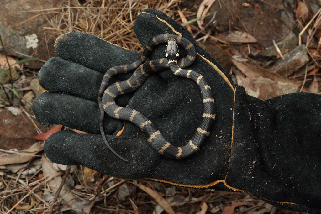 Stephens Banded Snake on a Glove