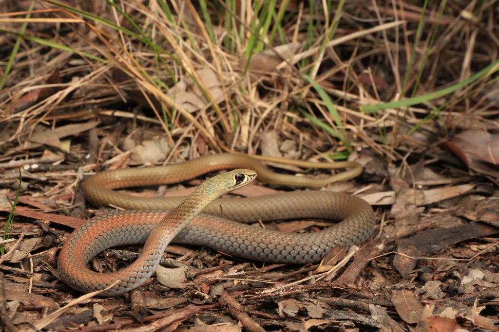 Gold Coast Yellow Faced Whip Snake