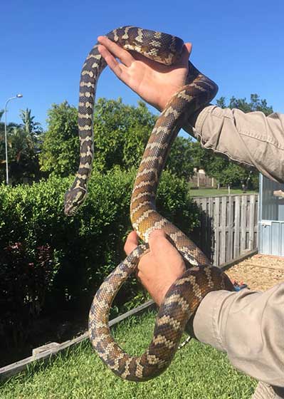 Carpet Python relocated by South East Reptile Relocations