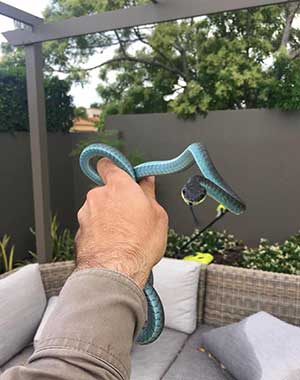 Common Tree Snake Ashmore Snake Catcher - Common Tree Snake