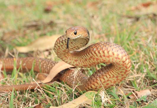 Eastern Brown Snake Relocated By Gold Coast Snake Catcher