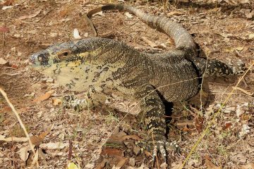 South-East-Snake-Catcher-Gold-Coast-Lace-Monitor