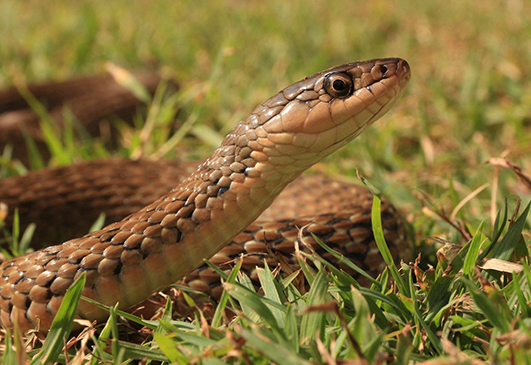 Gold Coast Snake Catcher - Lowest Fees - Rapid Response - 24 hrs