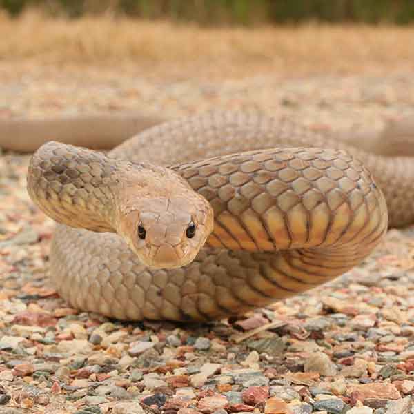 Eastern Brown Caught By Snake Catcher on the Gold Coast