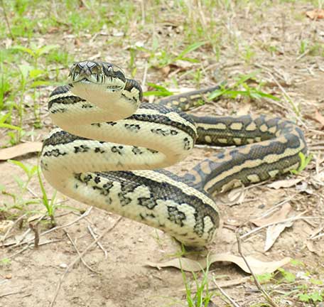 Scenic Rim Gold Coast Snakes