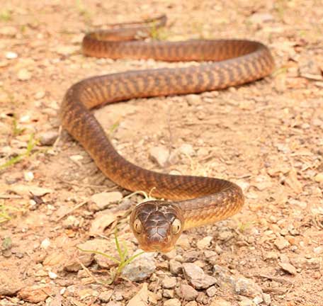 South East Queensland Snakes