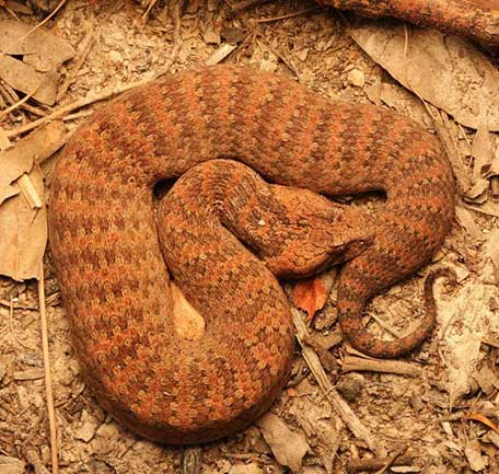 Brisbane Snakes