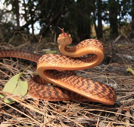Snakes Gold Coast