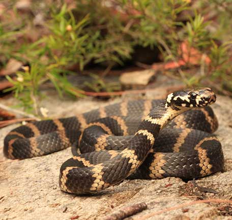 Queensland Snakes