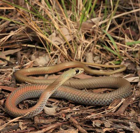 Gold Coast Snakes