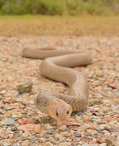 Pimpama Snake Catcher