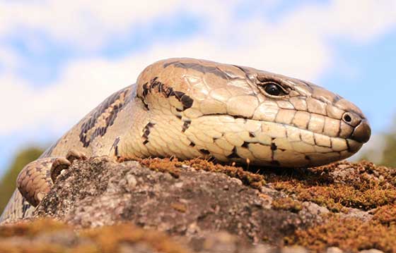 Currumbin Lizard Identification Services