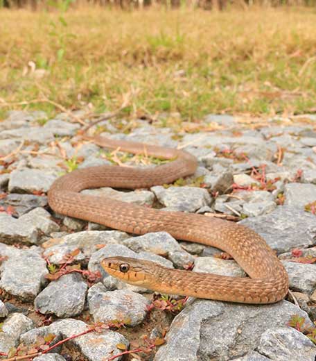 Snake Catcher Maudsland