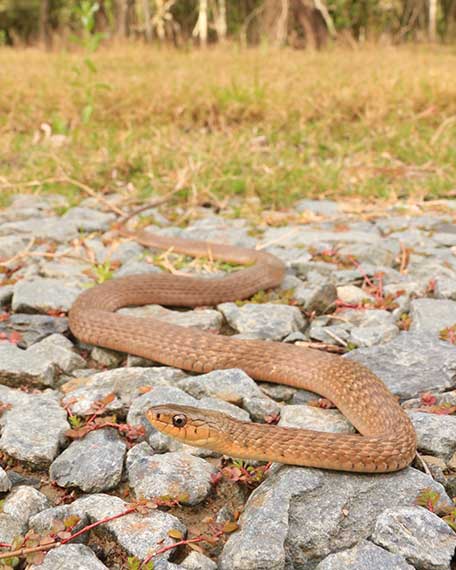 Snake catcher frees keelback snake - Good Morning America