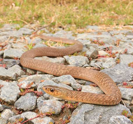 About Snake Catcher Gold Coast 