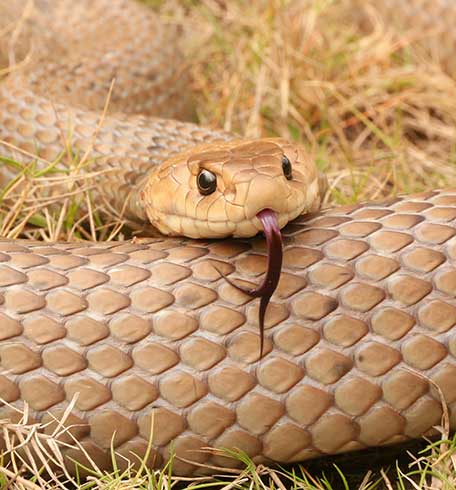 Gold Coast Snake Catcher