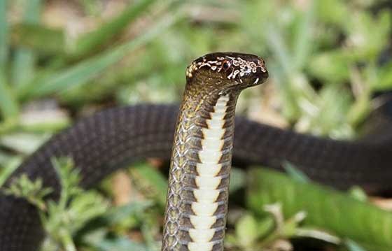 Molendinar Snake Identification Services