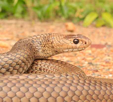 Pimpama Eastern Brown Snake