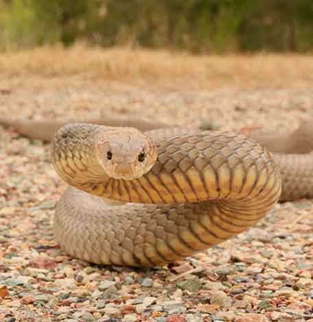 Eastern Brown Snake caught in Hope Island