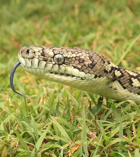 Snake Catcher Ormeau