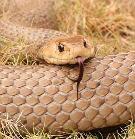 Currumbin Snake Catcher