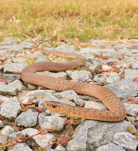 Merrimac Snake Catcher