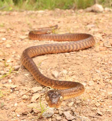 Snake Catcher Coombabah