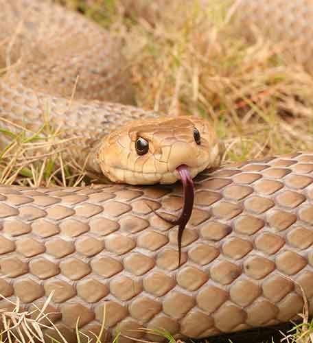 Reedy Creek Snake Catcher