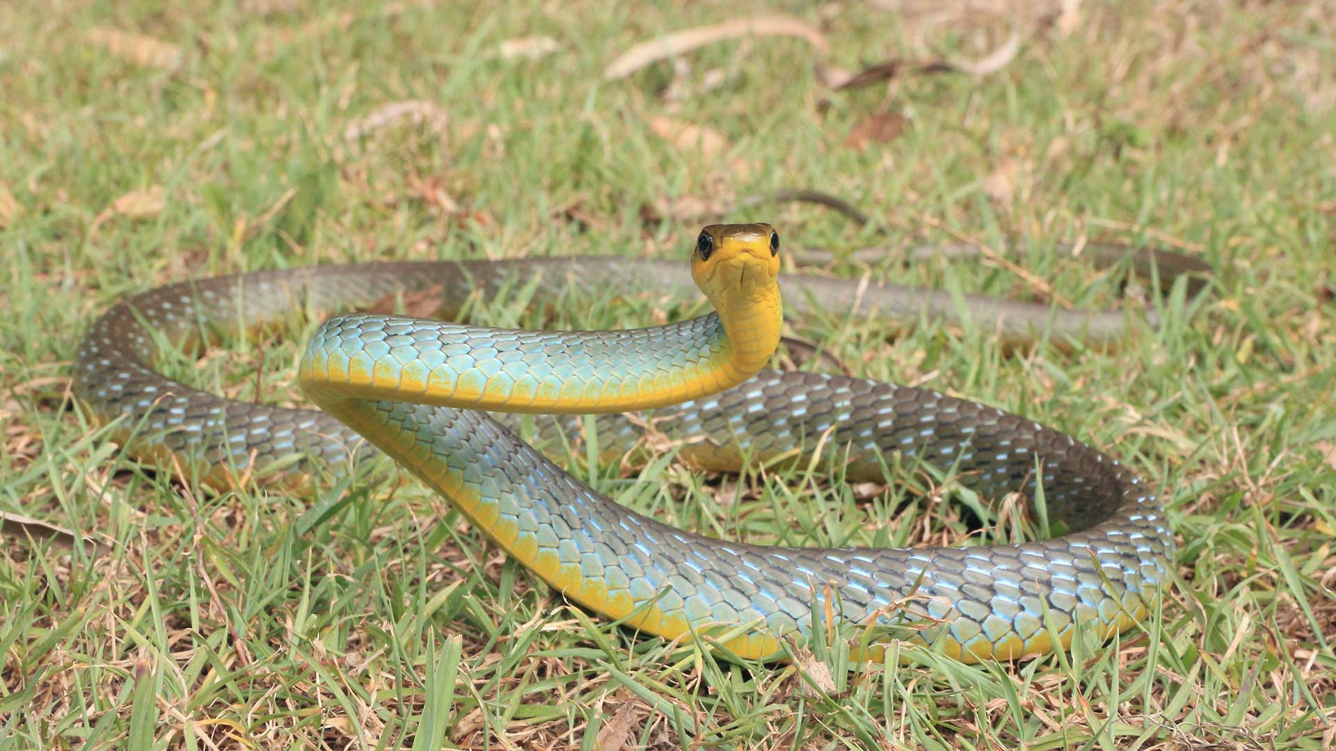 Gold-Coast-Common-Tree-Snake