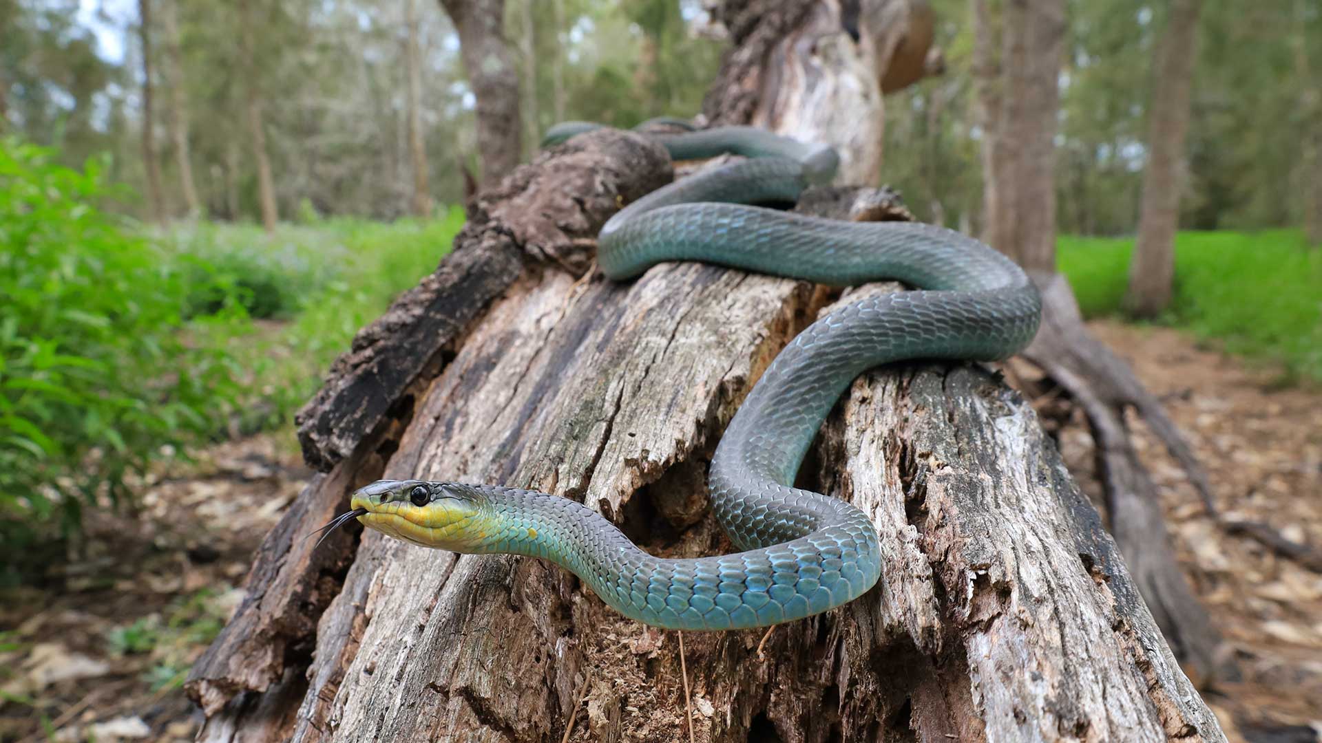 Gold-Coast-Common-Tree-Snake