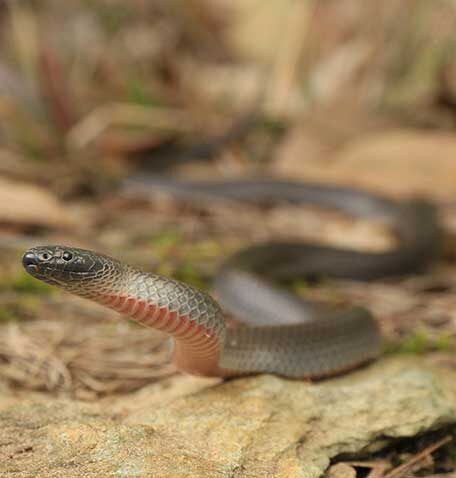 Snake Catcher Ashmore