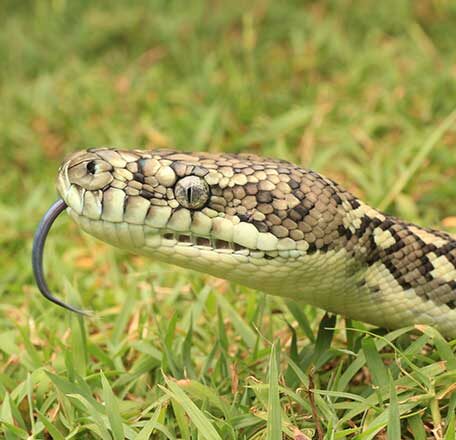 Worongary Snake Catcher