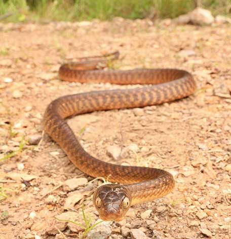 Snake Catcher Arundel