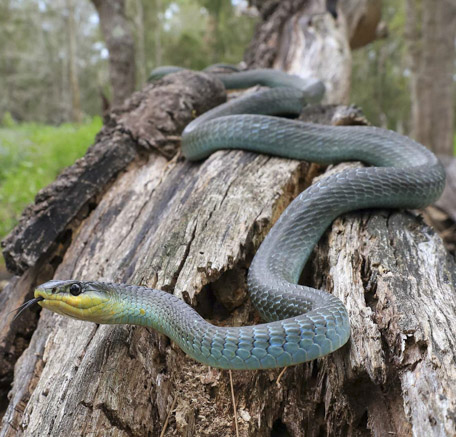 Pimpama Snake Catcher